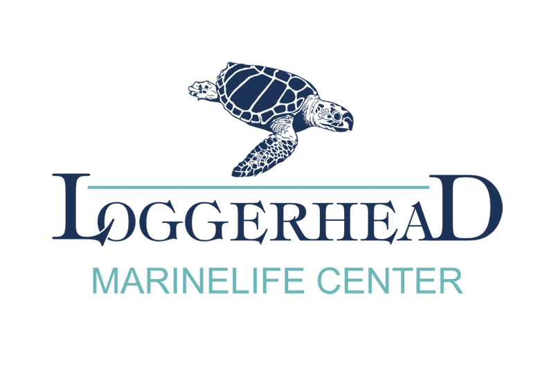 Loggerhead Marine Life Center
