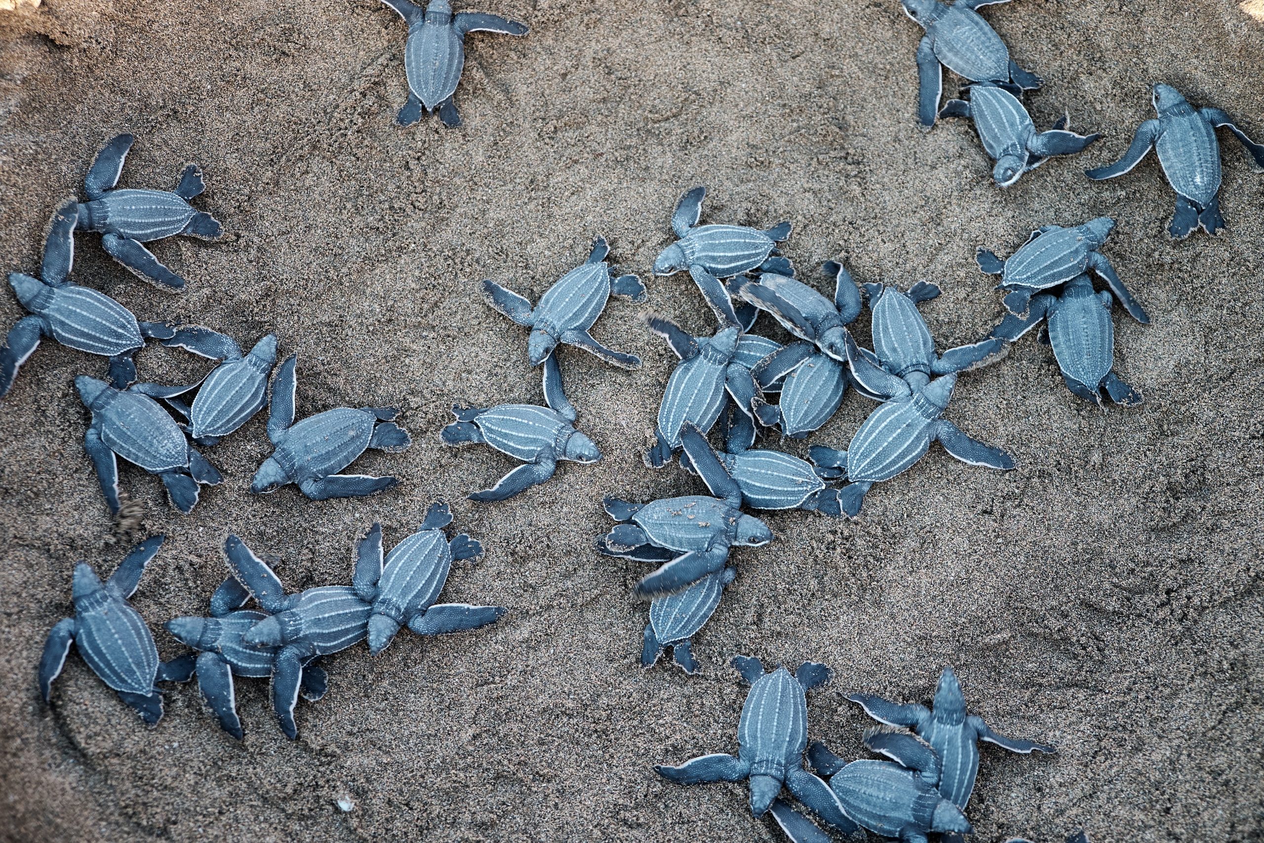 Baby leatherback sea turtles